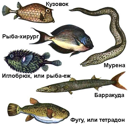 Рифовые рыбки красного моря