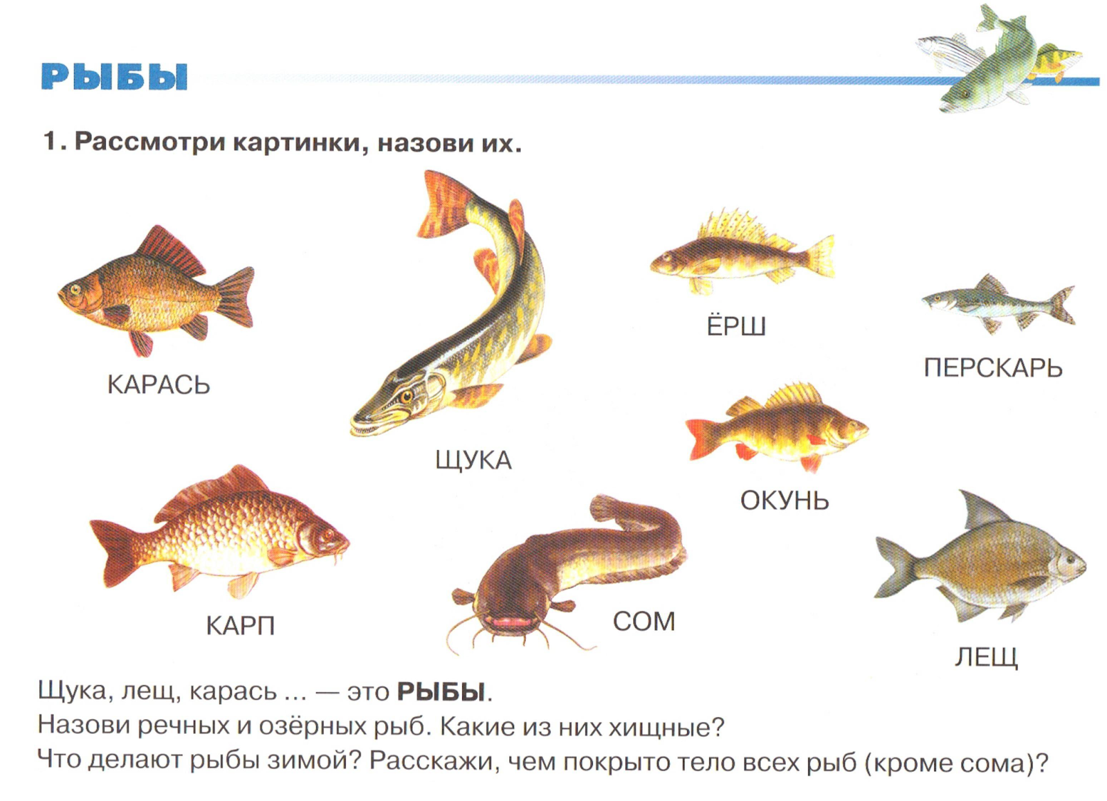 Сколько классов рыб