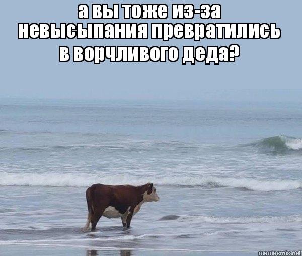 Зачем Мем с коровой