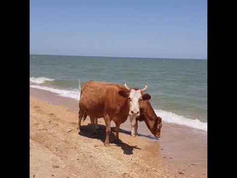 Коровы в поле