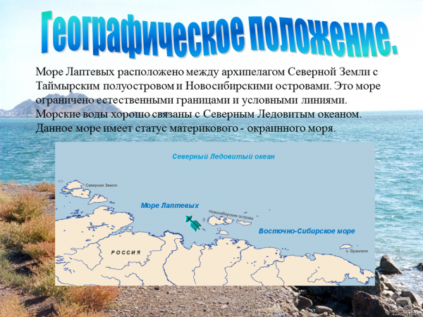 Море Лаптевых фауна