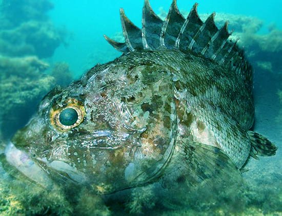 Ядовитые рыбы черного моря