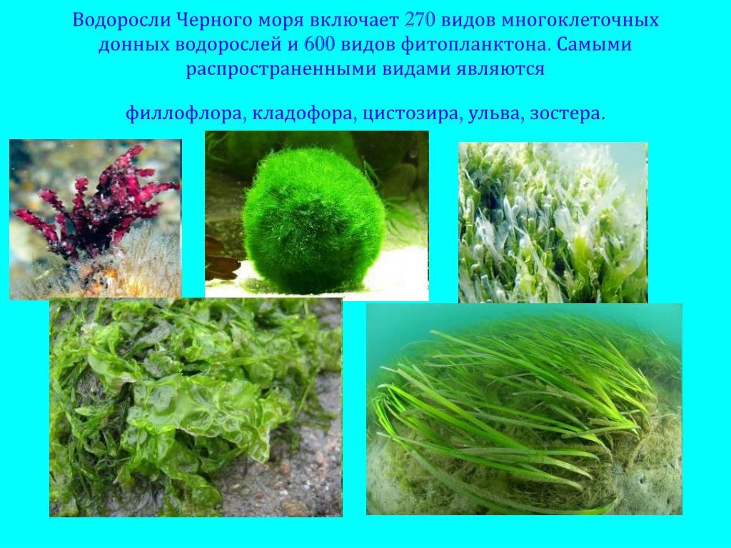 Водоросли распространены. Хлорофиты водоросли. Видовое название водорослей. Водоросли видовое название растения. Самые распространенные водоросли.