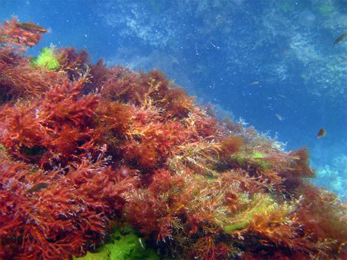 Лауренсия водоросль чёрное море