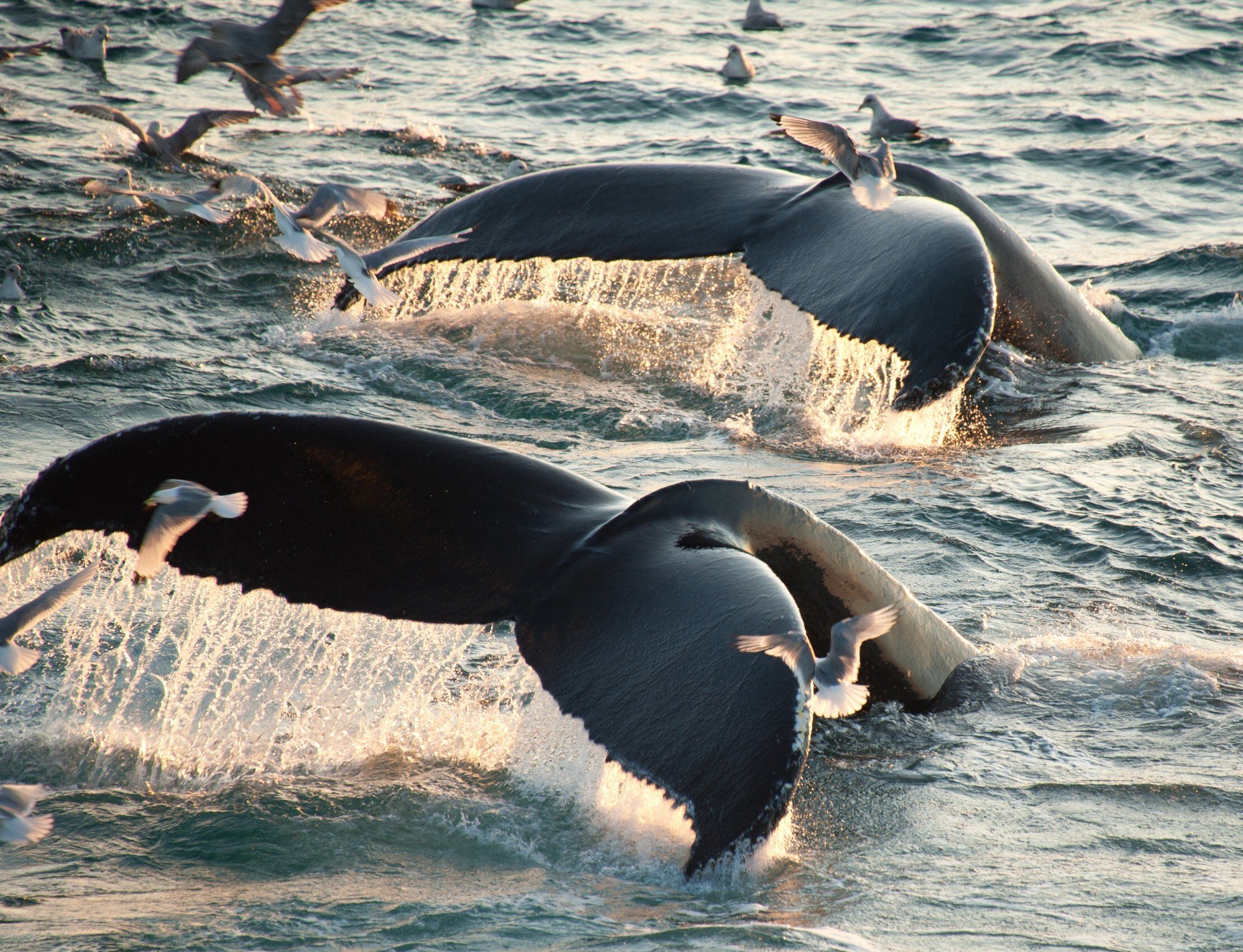 Киты водятся в море. Гренландский кит. Антарктида Гренландский кит. Кит-Касатка. Хвост гренландского кита.