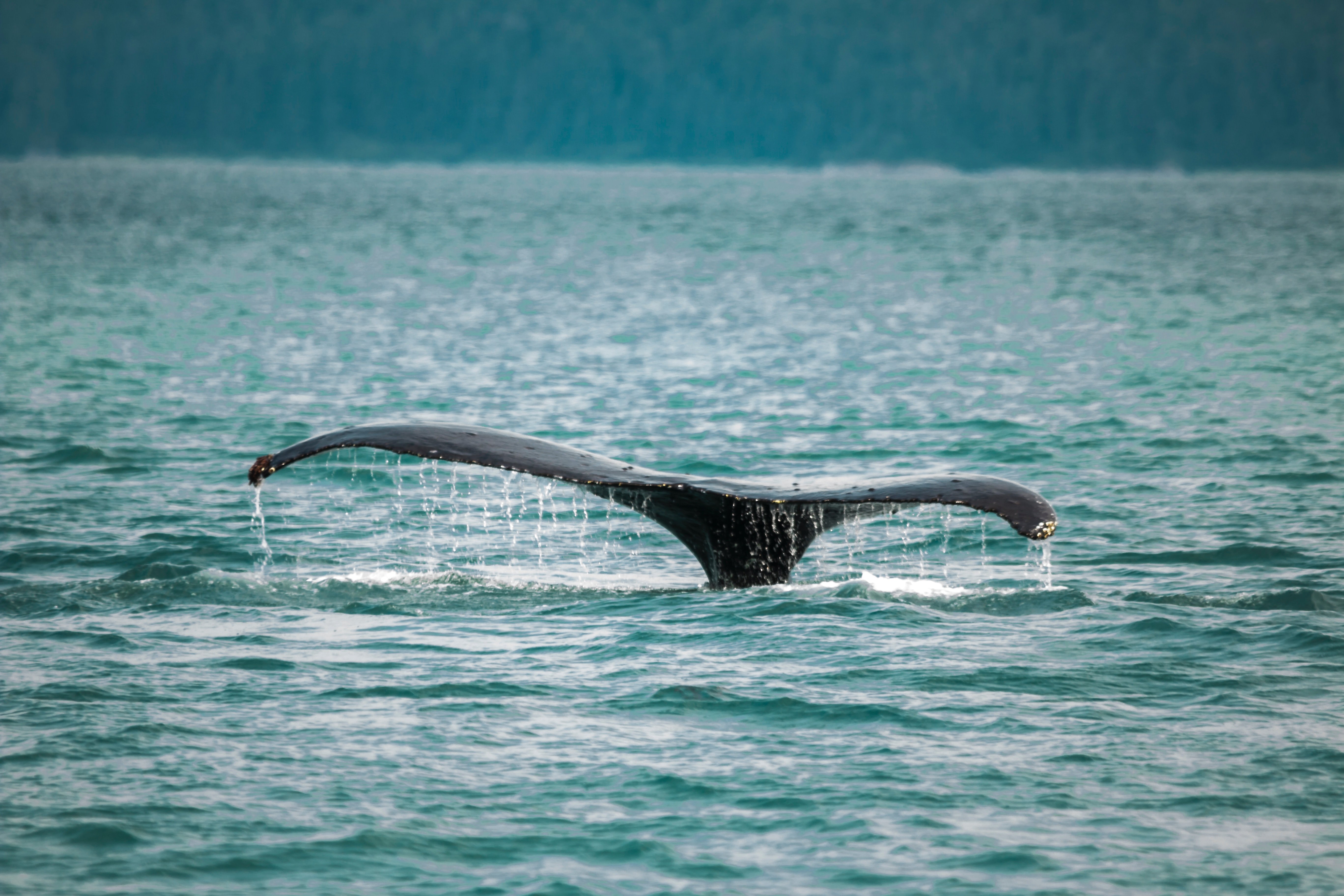 Ласты китообразных. Хвост кита. Китовый хвост. Хвост кита фото. Хвост кита в океане.