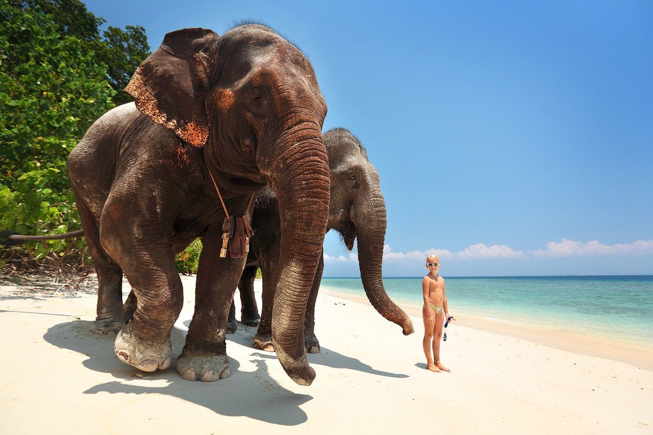 Шри ланка питомник. Андаманские острова слон. Слон и море Шри Ланка. Шри Ланка питомник слонов. Шри Ланка Слоненок.