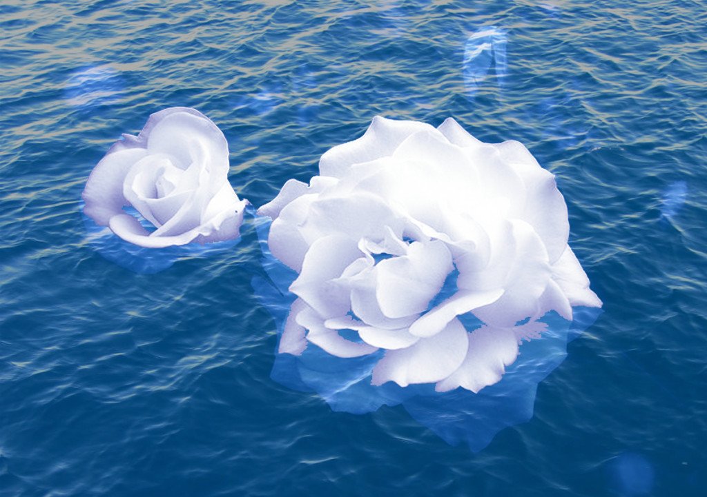 Плавающие розы. Розы плавающие в воде. Белые розы в воде. Море с белыми цветами.