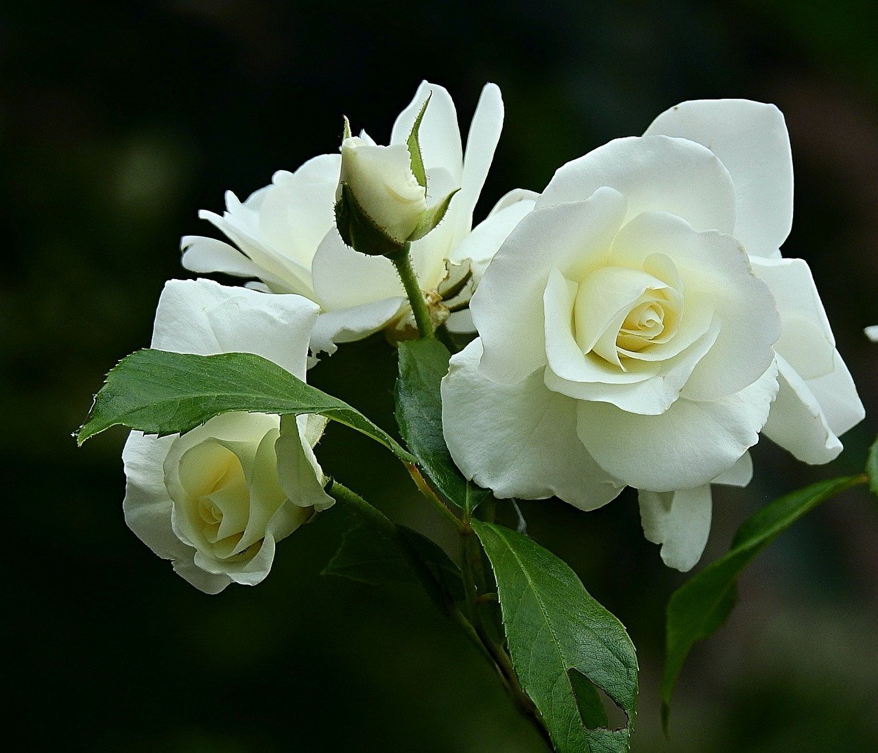 Белые розы версия