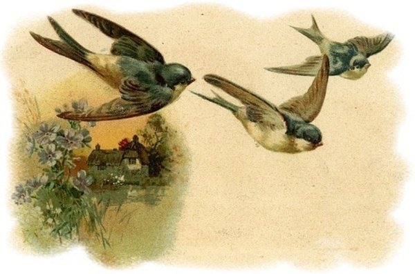 Ласточка весной