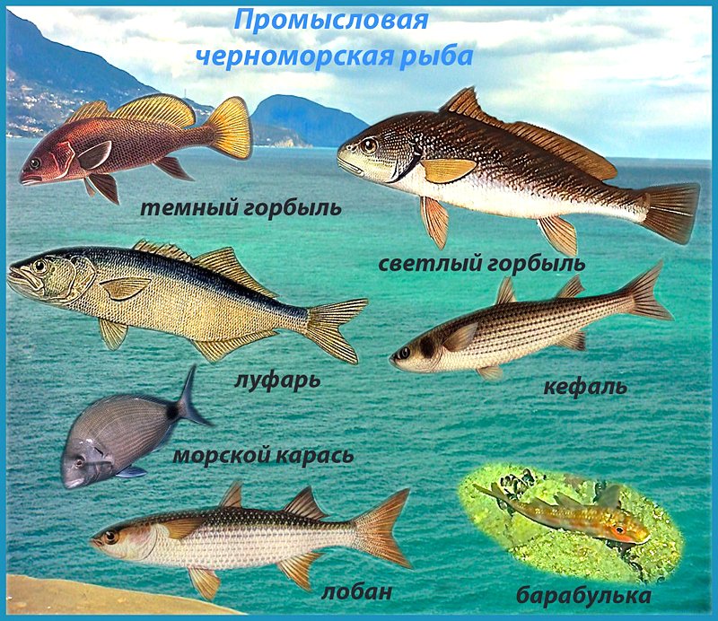 Черноморская рыба 6 букв. Рыбы чёрного моря названия. Какие рыбы водятся в черном море. Рыбы обретающие в черном море. Промысловые рыбы черного моря.
