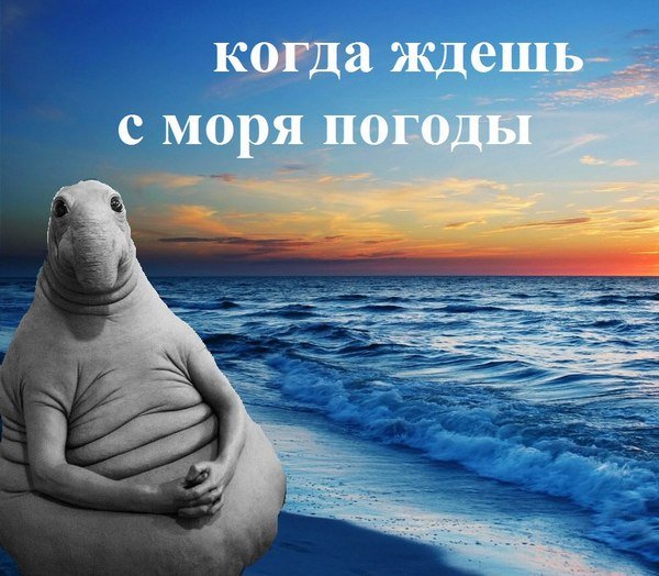 Ждун на море