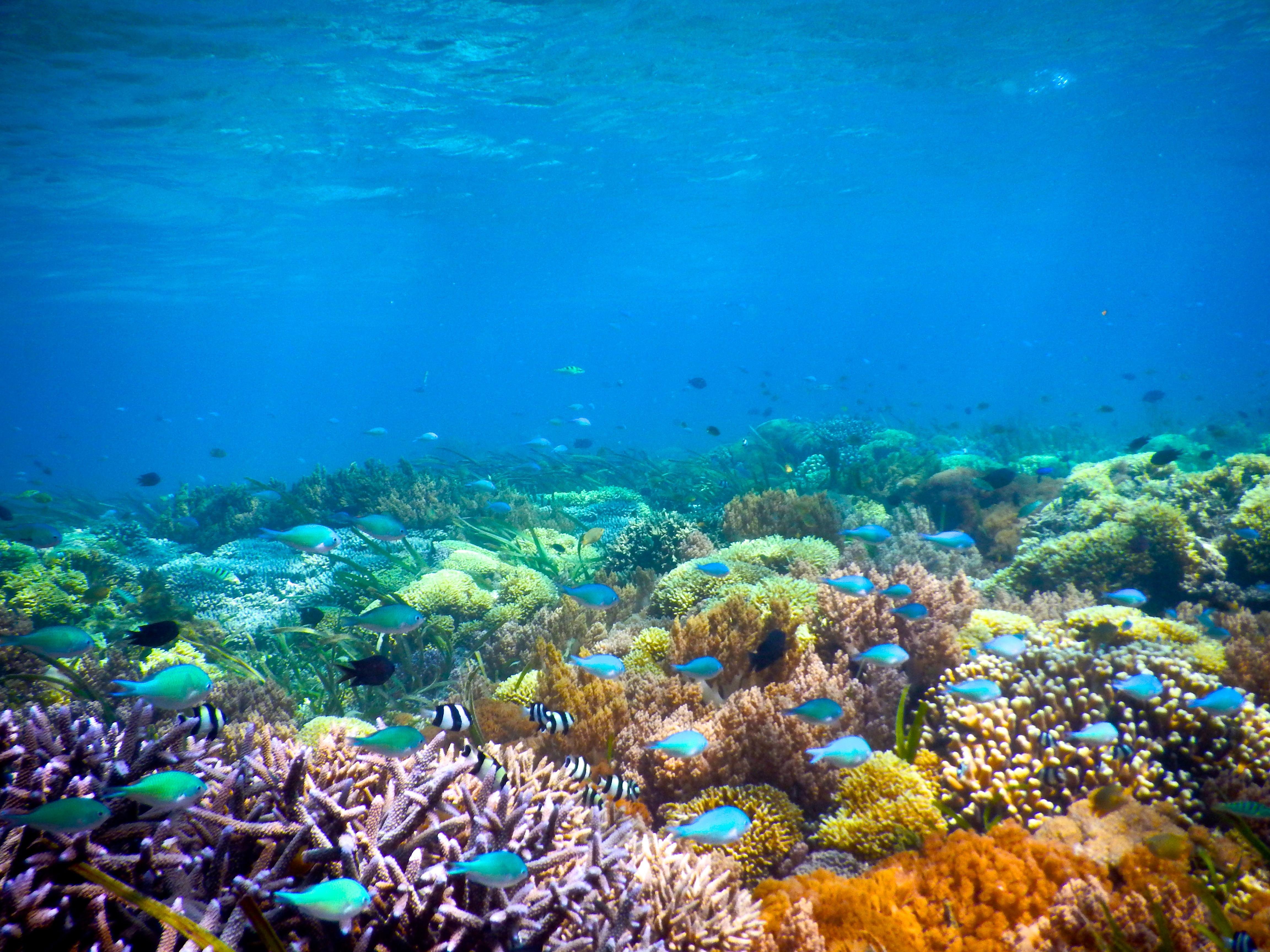 Жизнь тихого океана. Карибское море Атлантический океан. Снорклинг Гили. Рифы Карибского моря. Индонезия коралловые рифы.