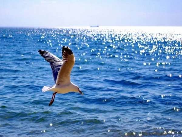 Птицы над морем