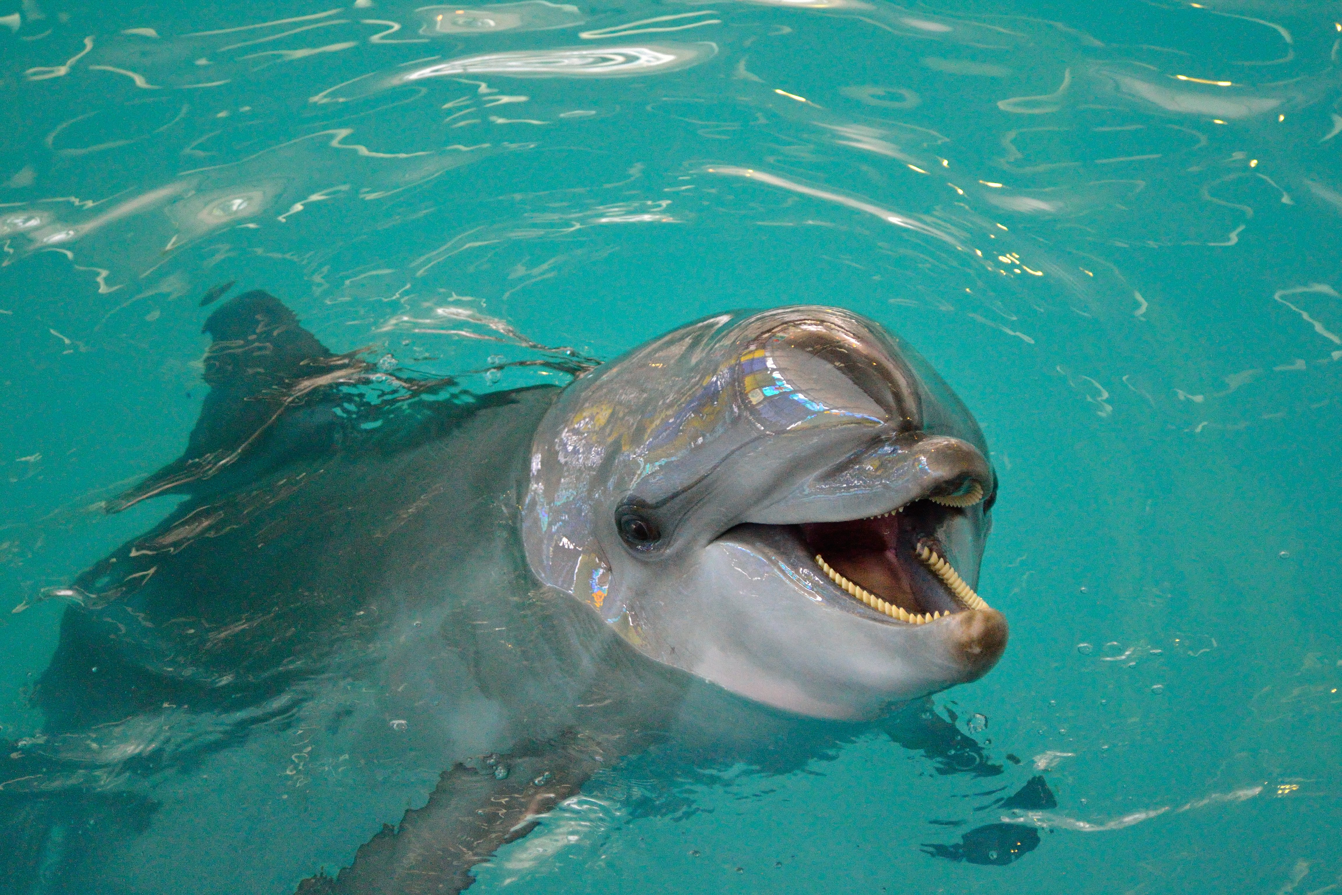 дельфины черного моря