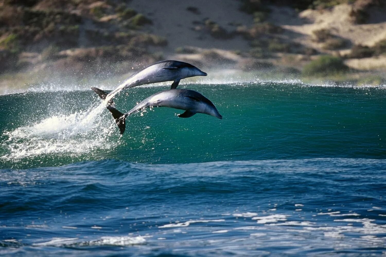 Дельфины живут в море. Дельфин-Афалина. Черноморская Афалина. Дельфины в море. Фото дельфина.