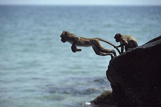 Обезьянка на море