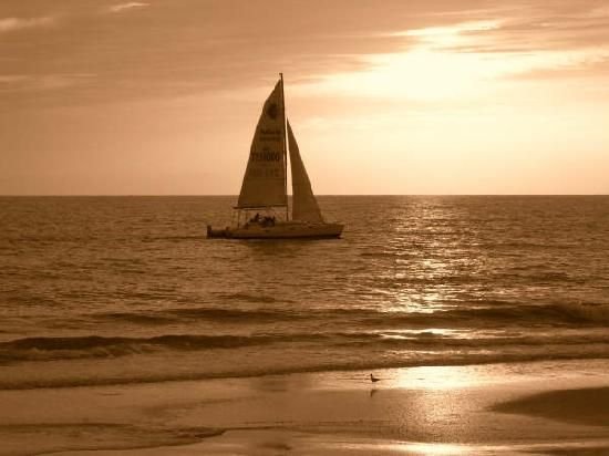 Сепия в море фото