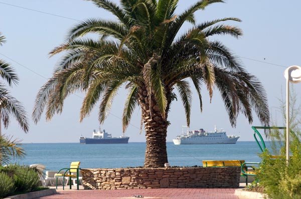 Сочи набережная пальмы