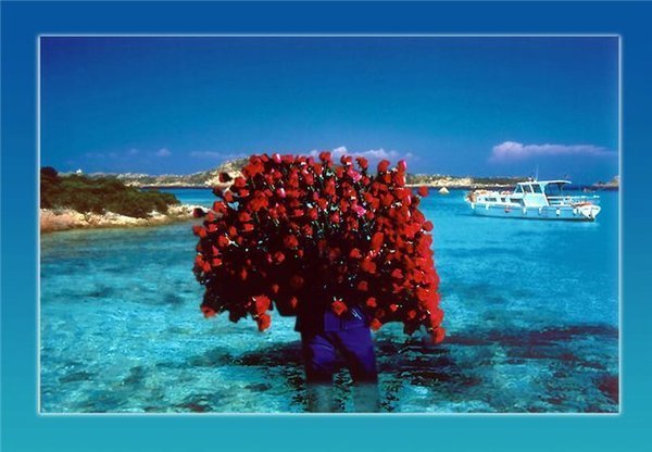 Море цветов роскошь