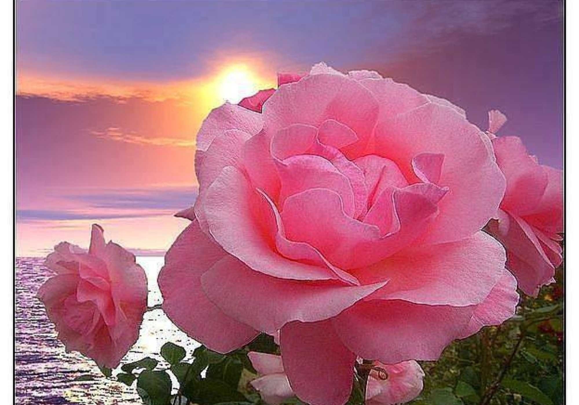 Нежное пожелание другу. Цветы на рассвете. Чудесные нежные розы. Море роз. Розы на рассвете.