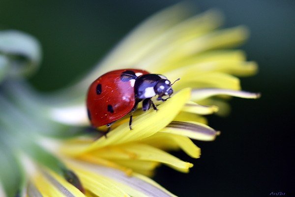 Веселый жучок