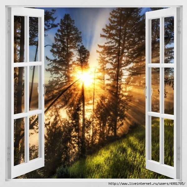 Окно в лес