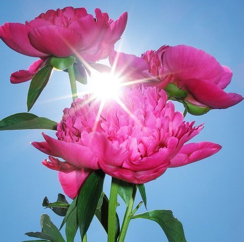 Пионы в солнечных лучах