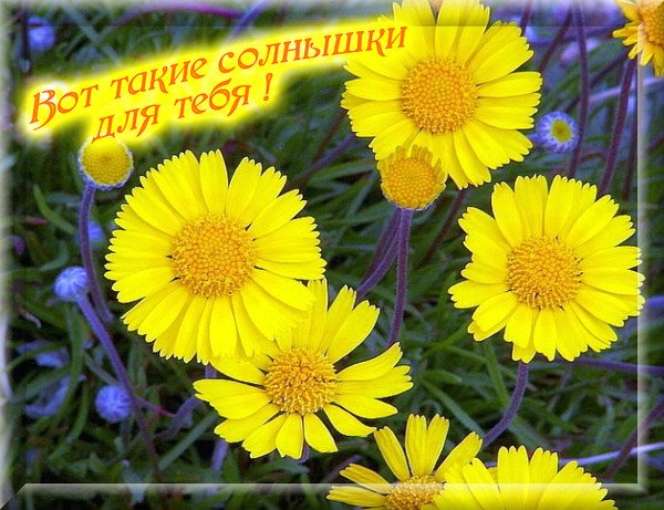 Фото ты солнышко