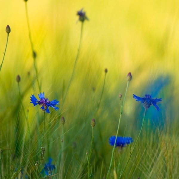 Маково-Васильковое поле