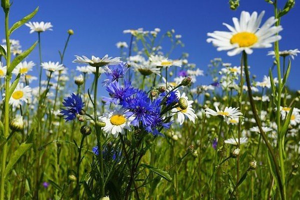 Ромашки и васильки в поле