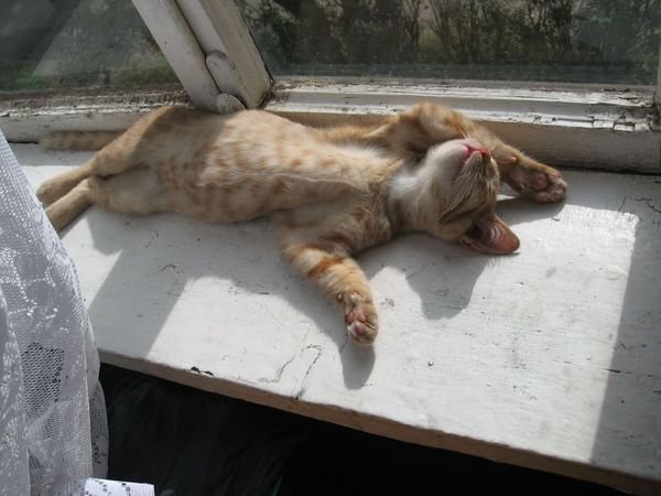 Кот на солнышке