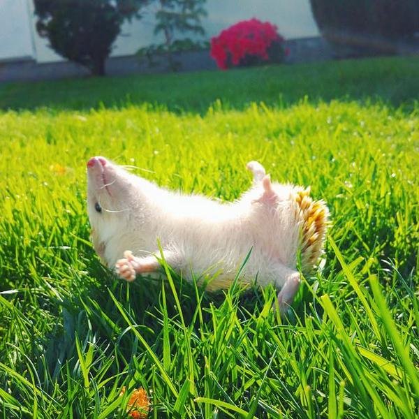 Спокойной ночи Ежик