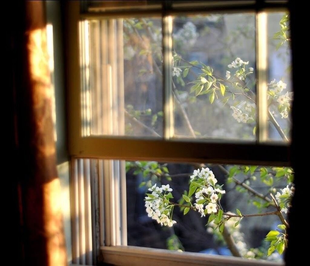 К чему снятся белые окна. Природа за окном. Открытое окно. Окно в природу.