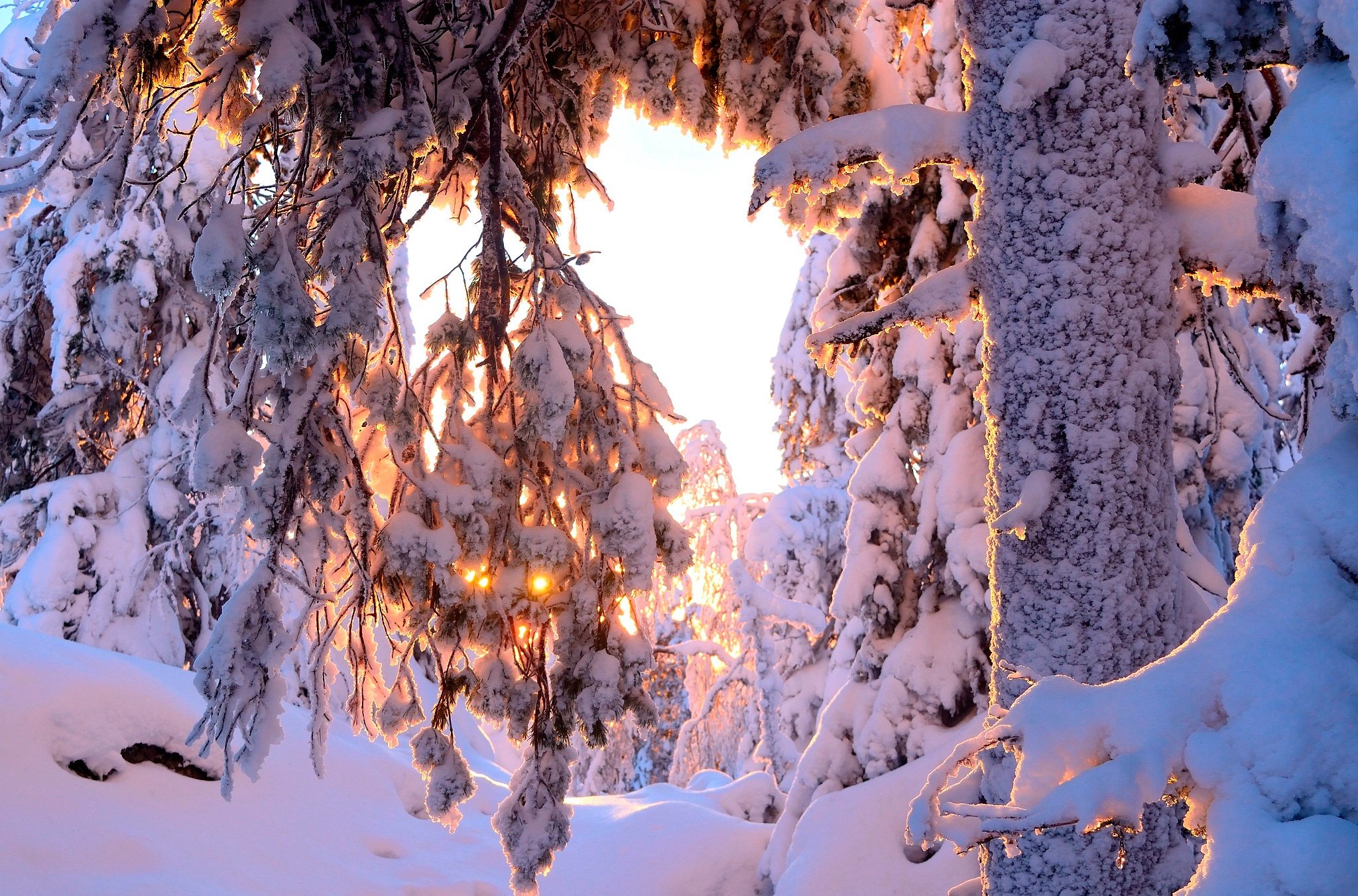 5 т в декабре. Зимний лес. Чудеса зимней природы. Зимний лес солнце. Зимний лес в снегу.