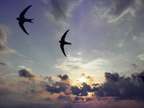 Ласточка на закате