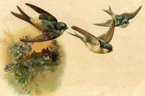 Картинки ласточка летит к солнцу (63 фото)