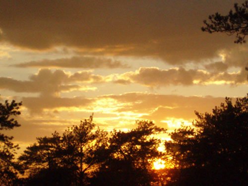 Летнее утро