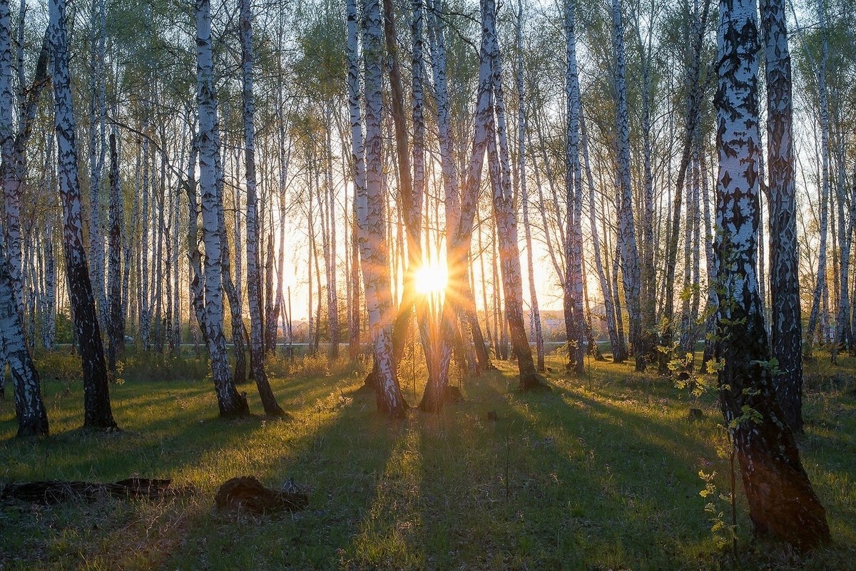 Вдали виднелась березовая