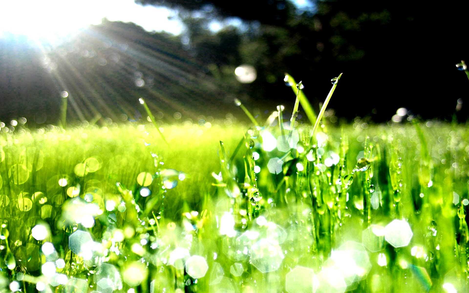 Словно утренняя роса. Роса на траве. Лето солнце. Луг в росе. Роса на солнце.