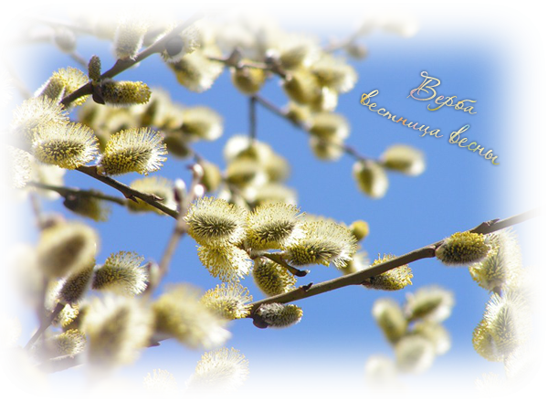 Весна солнце Верба