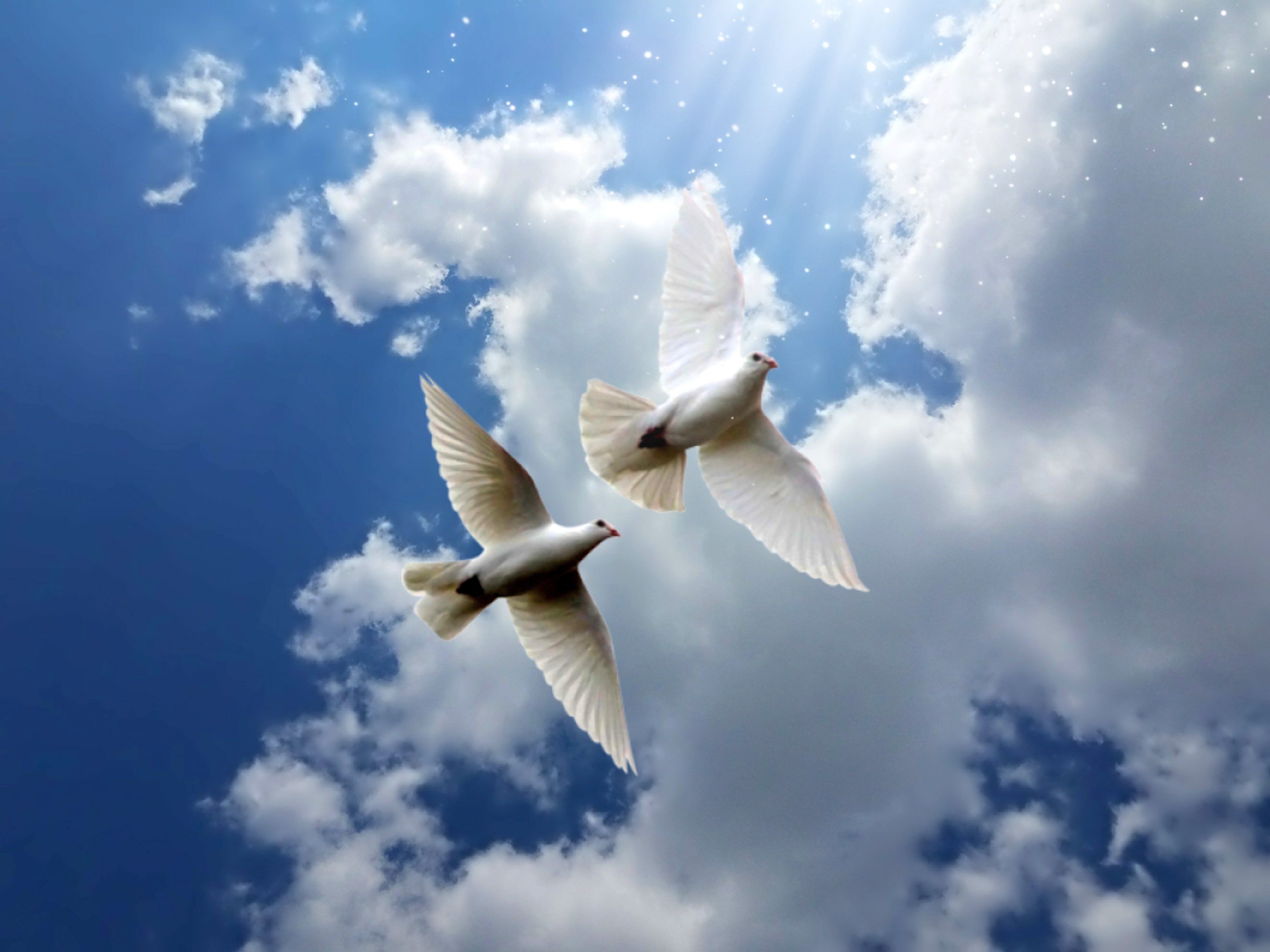 Heaven bird. Птицы в небе. Две птицы в небе. Птица в небесах. Голуби в небе.
