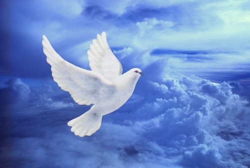 Белый голубь