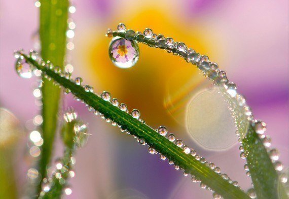 Капельки росы на солнце
