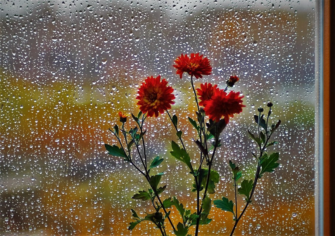 Солнце в любую погоду. Дождливое настроение. Осень дождь цветы. Дождливое летнее утро. Дождливое утро осенью.