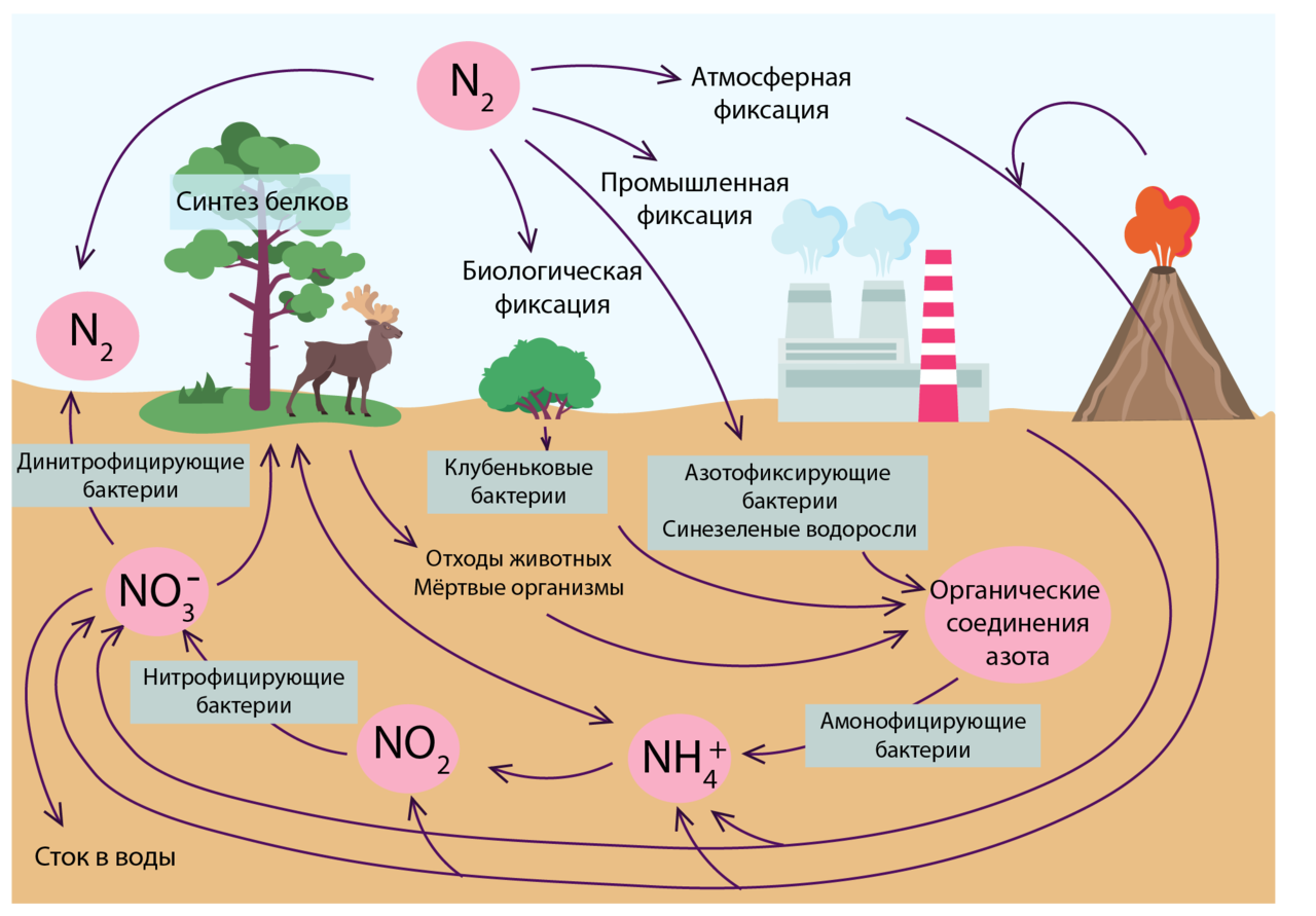 Круговорот углерода химия. Круговорот серы азота и углерода. Круговорот кислорода азота углерода фосфора. Круговорот азота фосфора и кислорода. Круговорот углерода в биологическом круговороте.