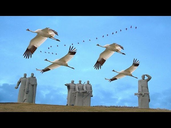 Журавли видеоклип к Дню Победы