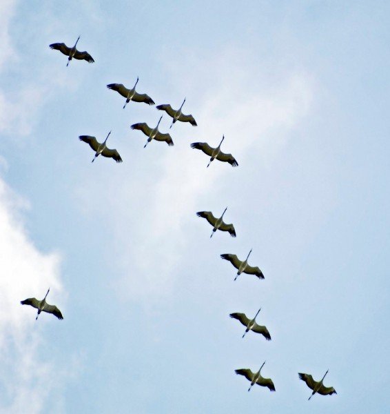 Марк Бернес летят Журавли