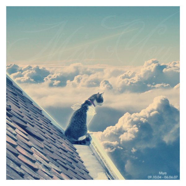 Белая кошка фэнтези