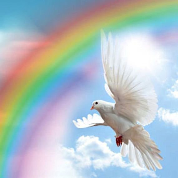 Голубь и Радуга